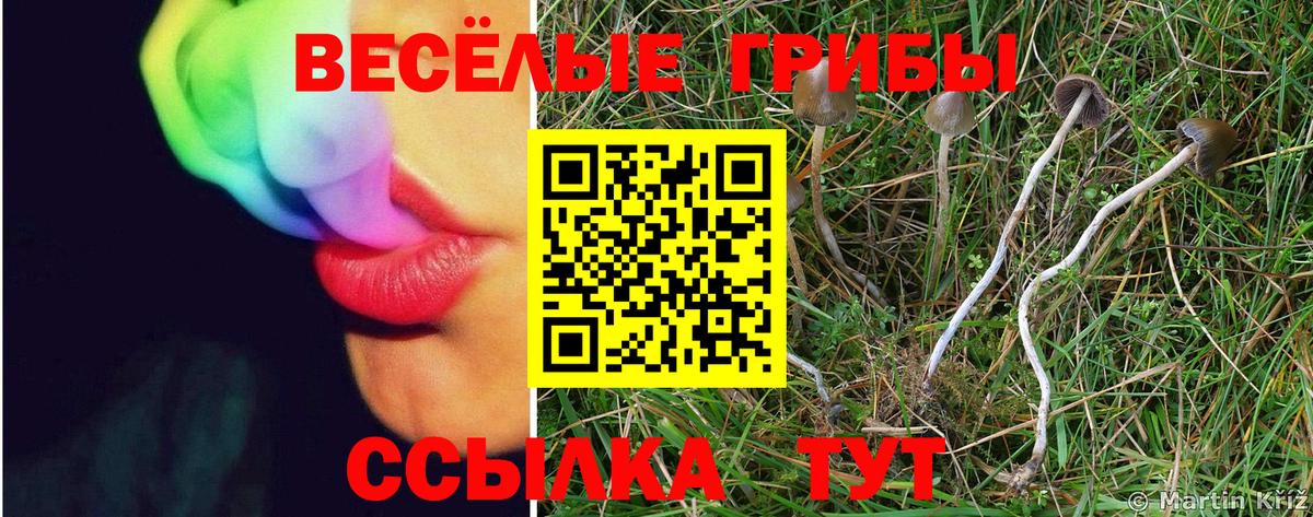Алексин  Галлюциногенные грибы Psilocybe  Вход с VPN 